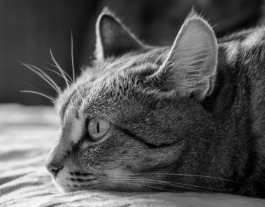 saber si tu mascota está triste