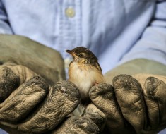 animalista-esto-va-por-ti