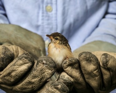 animalista-esto-va-por-ti