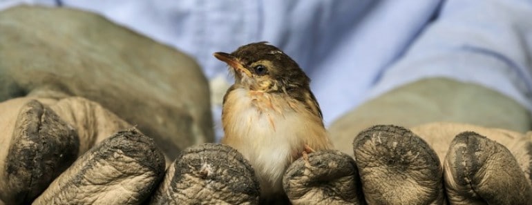 animalista-esto-va-por-ti