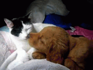 cat-and-dog-kissing-o.gif