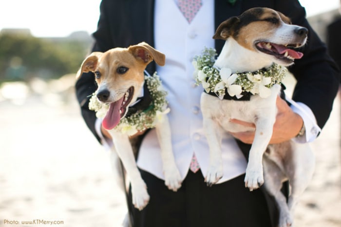felices-perros-boda
