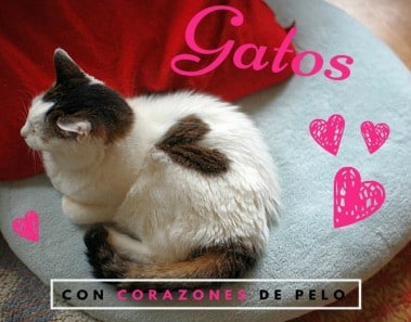 Gatos con corazones