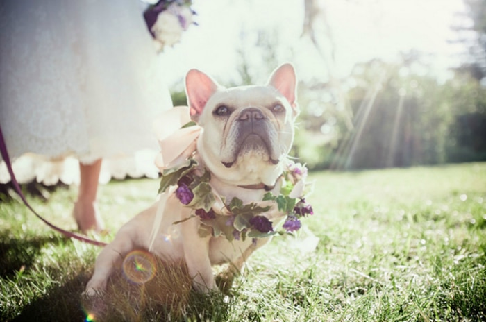 hermoso-perro-en-boda