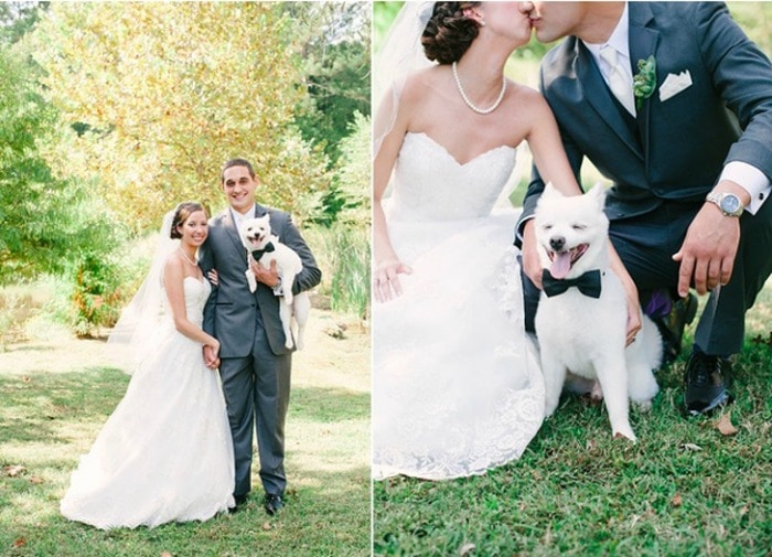 perro-boda