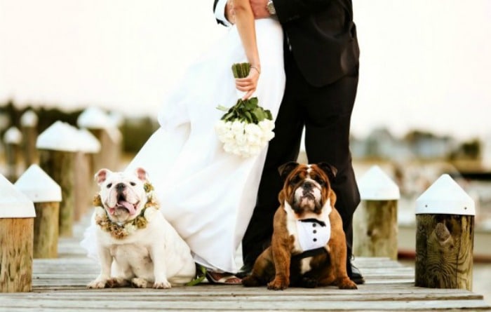 perro-en-una-boda