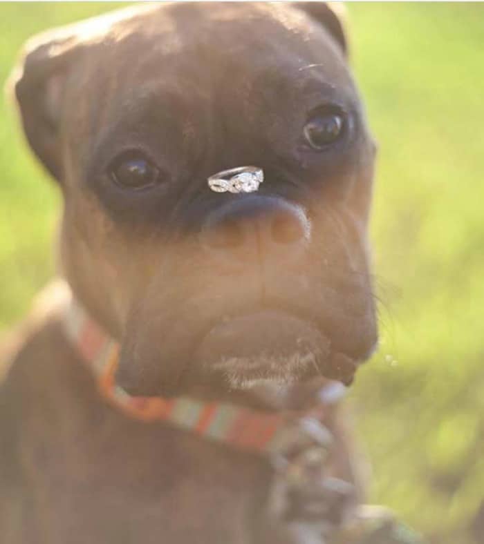 perro-trae-anillo-boda