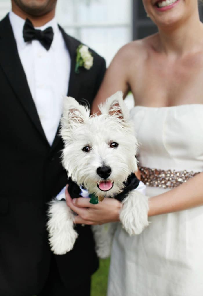 perros-en-bodas