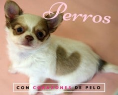 perros-pelo-corazon