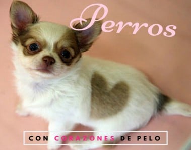 perros-pelo-corazon