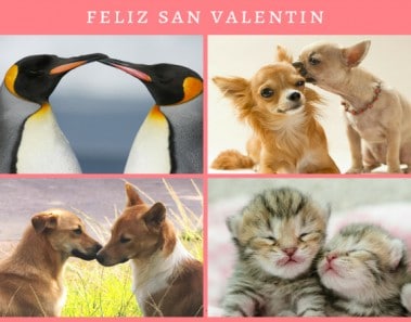 san-valentin-animal