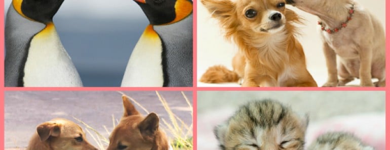 san-valentin-animal