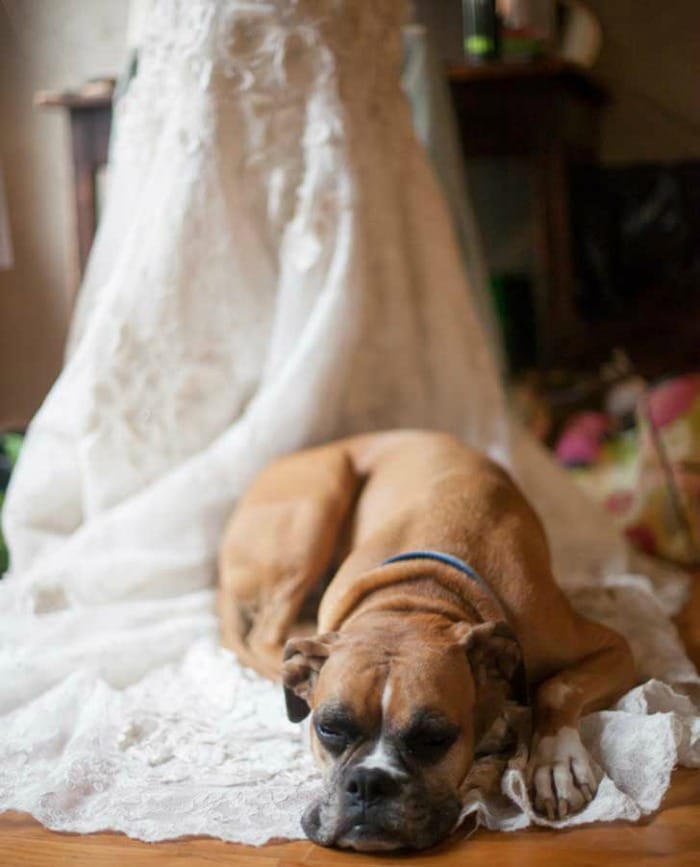 vestido-novia-perro