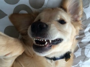 Perro con brackets
