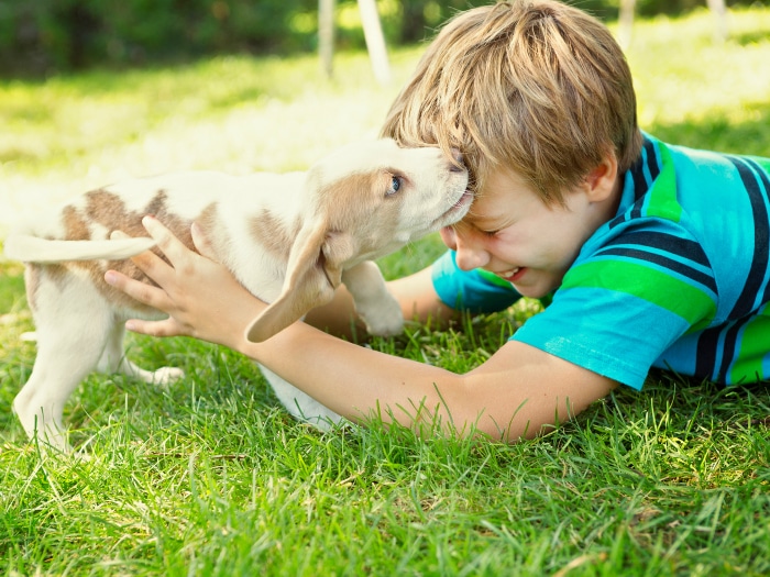 Perros ayudan a niños autistas