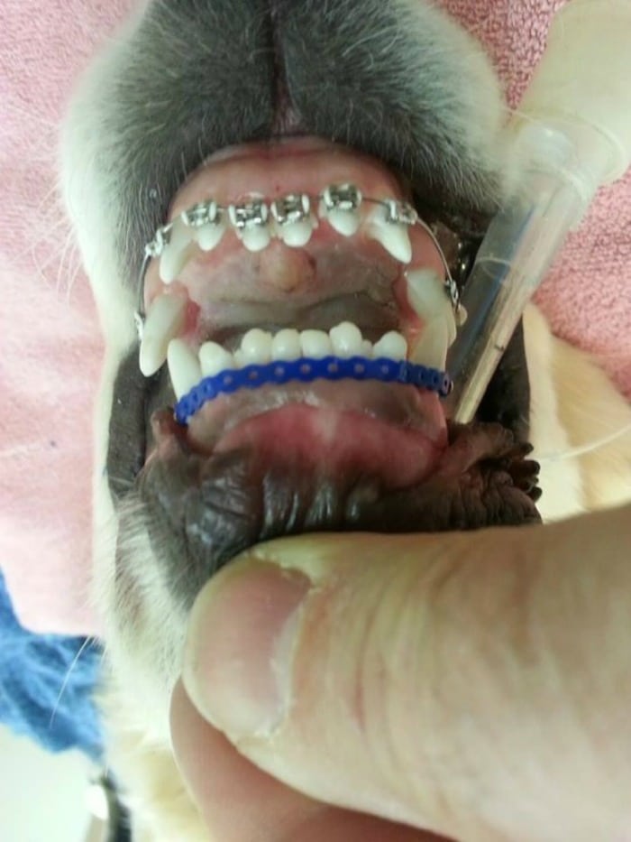 Anestesia brackets perro
