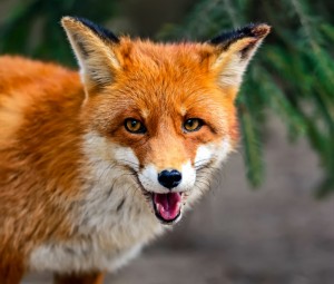 Zorro rojo