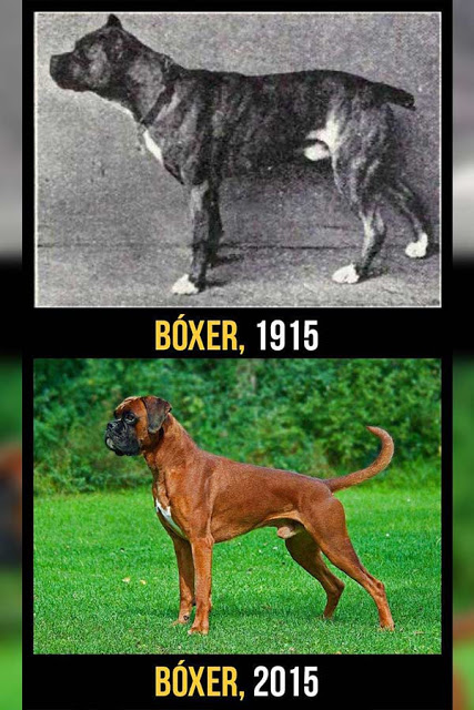 Boxer cambios