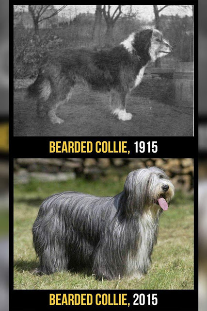 Collie Barbudo