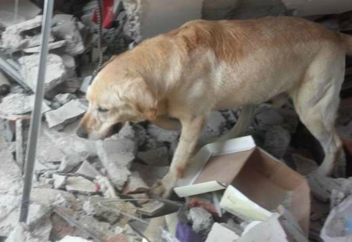 Dayko perro terremoto Ecuador