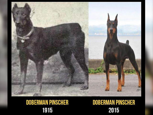 Doberman cambios