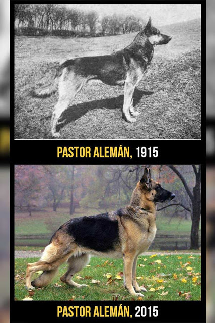 Pastor Alemán cambios