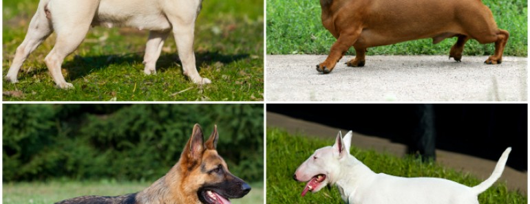 Cambios en razas de perros