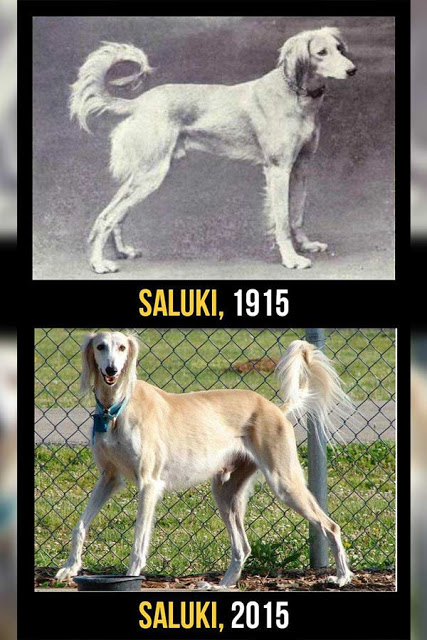 Saluki cambios