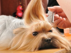 Consejos viajar animales