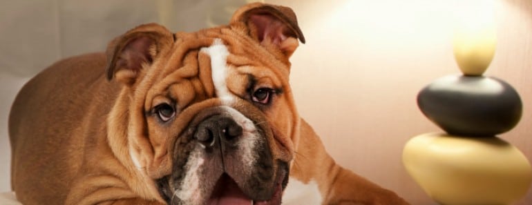Hoteles que admiten mascotas