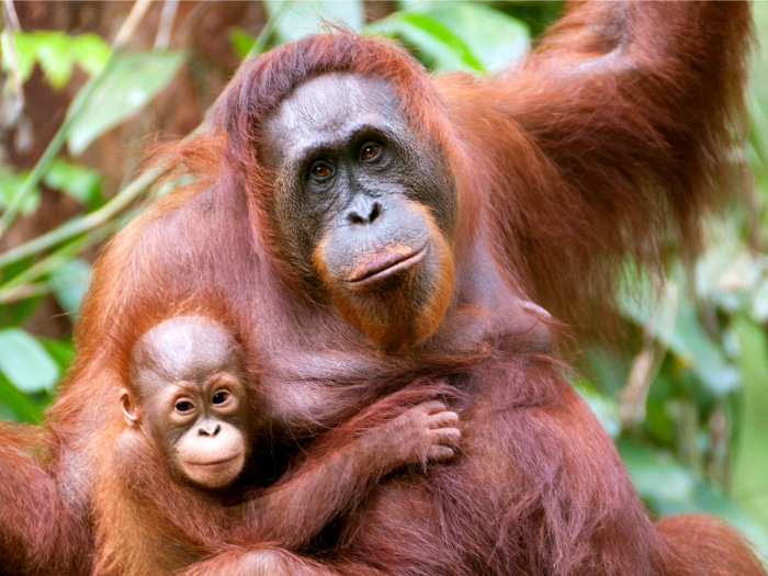 Mamá orangután