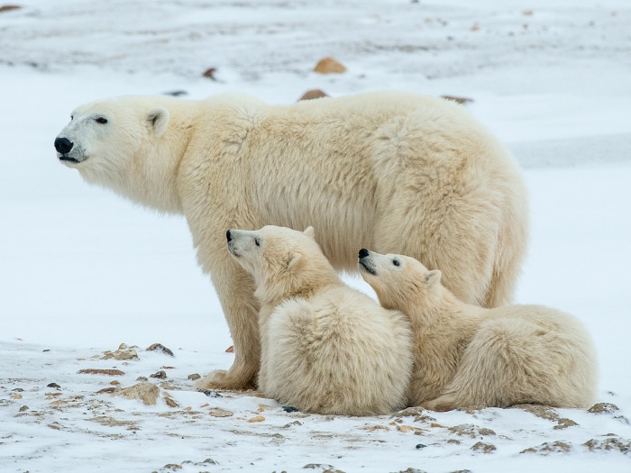 Mamá oso polar