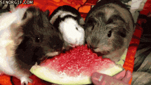 Cobayas sandia