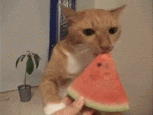 gato sandia