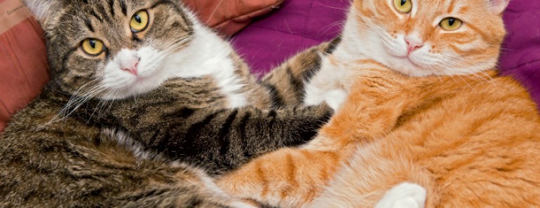 Gatos esterilización