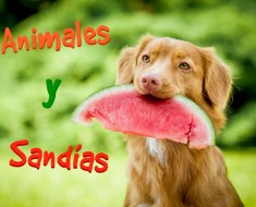 Animales con sandías