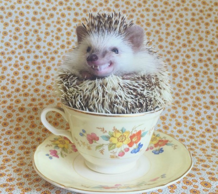Huff taza
