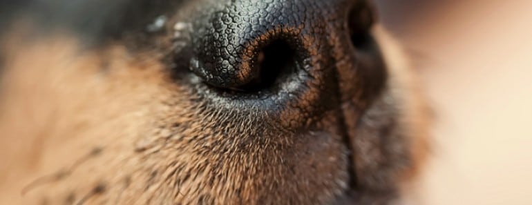 Perros huelen bajadas de azúcar diabetes