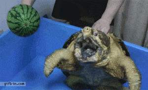 tortuga sandia