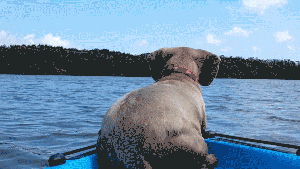 perro gif verano