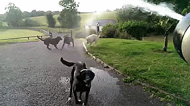 perro gif verano