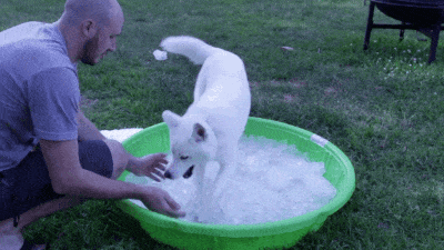 perro gif verano