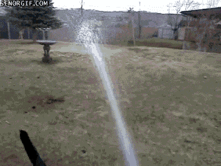 chorro-agua-perro