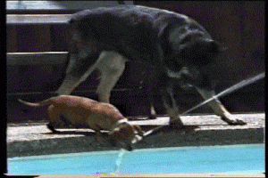 perro gif verano