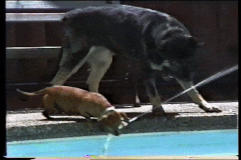 perro gif verano