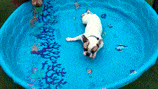 gif perro verano