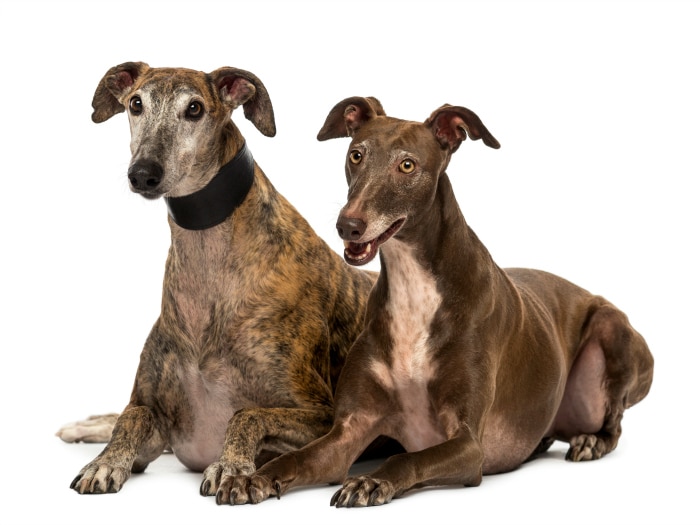 Galgos españoles