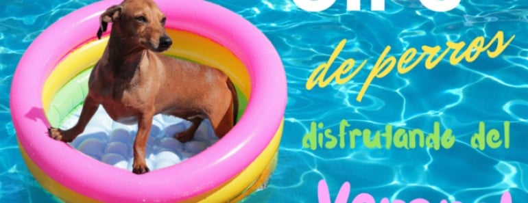 Gifs perros verano