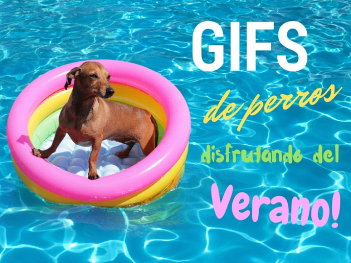 Gifs perros verano