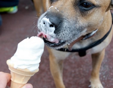 helados para perros